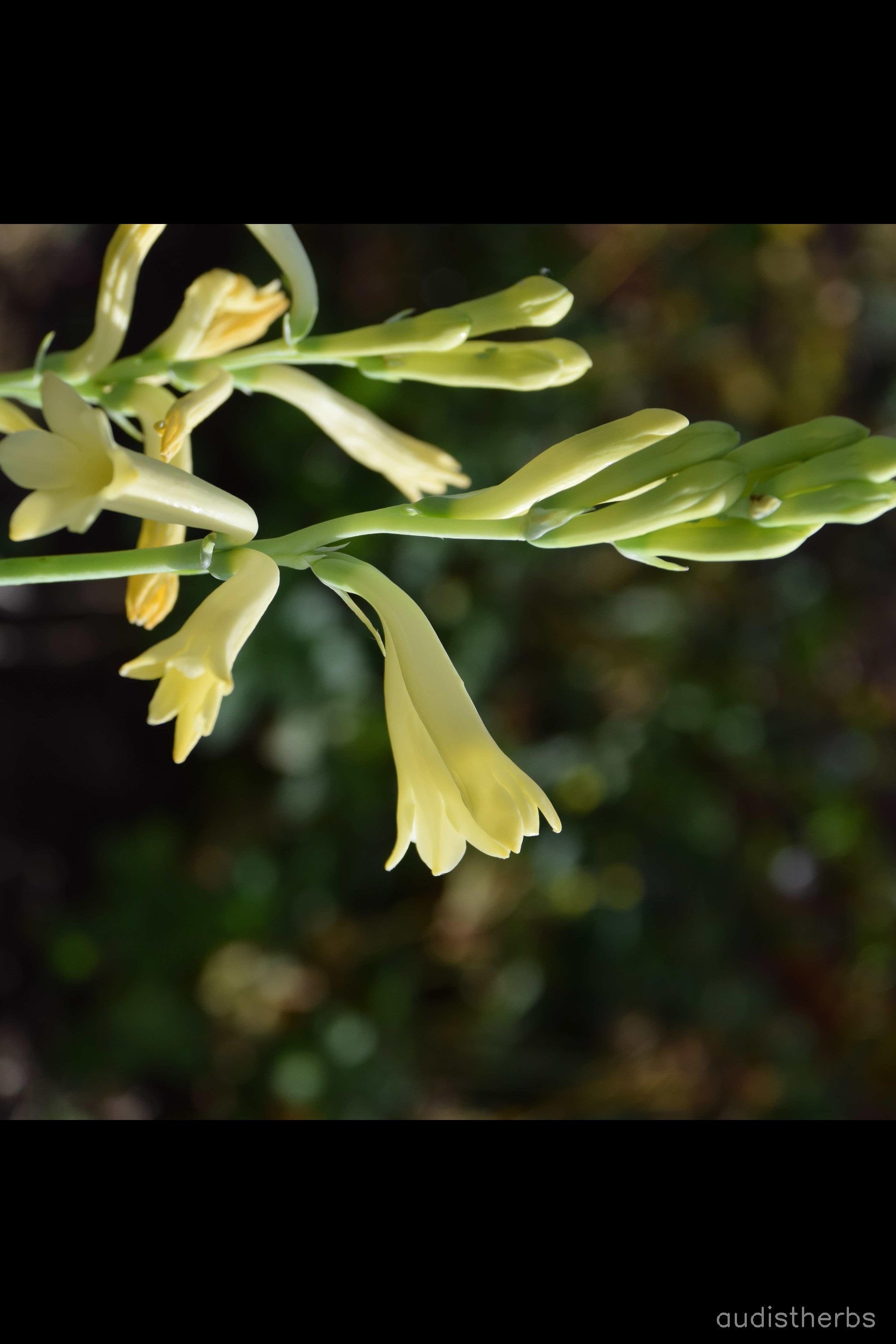 augmented_Polianthes tuberosa flower12_rotated_270.jpeg